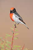 Image. Red-capped Robin