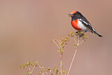 Image. Red-capped Robin