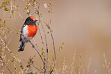Image. Red-capped Robin