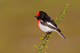 Image. Red-capped Robin