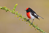 Image. Red-capped Robin