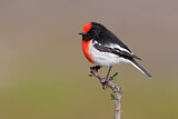 Image. Red-capped Robin