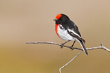 Image. Red-capped Robin