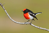 Image. Red-capped Robin