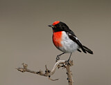 Image. Red-capped Robin