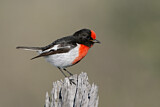 Image. Red-capped Robin
