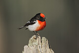 Image. Red-capped Robin