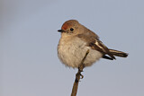 Image. Red-capped Robin