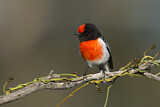 Image. Red-capped Robin