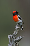 Image. Red-capped Robin