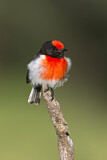 Image. Red-capped Robin
