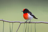 Image. Red-capped Robin