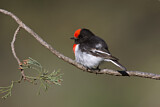 Image. Red-capped Robin
