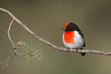 Image. Red-capped Robin