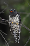 Image. Red-chested Cuckoo