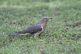 Image. Red-chested Cuckoo