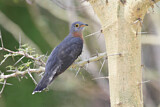 Image. Red-chested Cuckoo