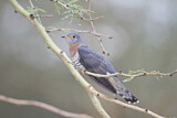 Image. Red-chested Cuckoo