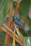 Image. Red-chested Sunbird