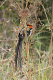 Image. Red-collared Widowbird