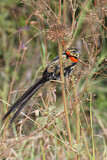 Image. Red-collared Widowbird