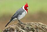 Image. Red-crested Cardinal
