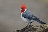 Image. Red-crested Cardinal