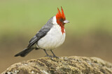 Image. Red-crested Cardinal