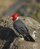 Image. Red-crested Cardinal