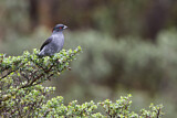 Image. Red-crested Cotinga