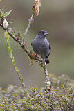 Image. Red-crested Cotinga