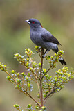 Image. Red-crested Cotinga