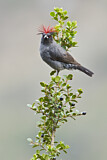 Image. Red-crested Cotinga