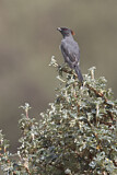 Image. Red-crested Cotinga