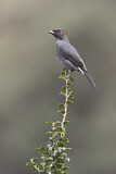 Image. Red-crested Cotinga