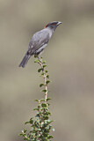 Image. Red-crested Cotinga