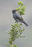 Image. Red-crested Cotinga
