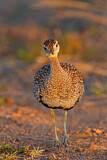 Image. Red-crested Korhaan