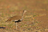 Image. Red-crested Korhaan