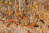 Image. Red-crested Korhaan