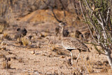 Image. Red-crested Korhaan