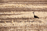 Image. Red-crested Korhaan