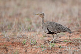 Image. Red-crested Korhaan