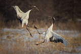 Image. Red-crowned Crane