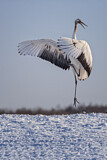 Image. Red-crowned Crane