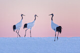 Image. Red-crowned Crane