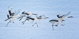 Image. Red-crowned Crane