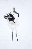 Image. Red-crowned Crane