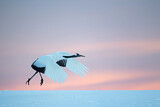 Image. Red-crowned Crane