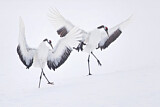 Image. Red-crowned Crane